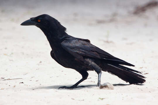 Image of White-necked Crow