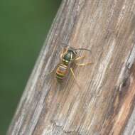 Image of Vespula nursei Archer 1981