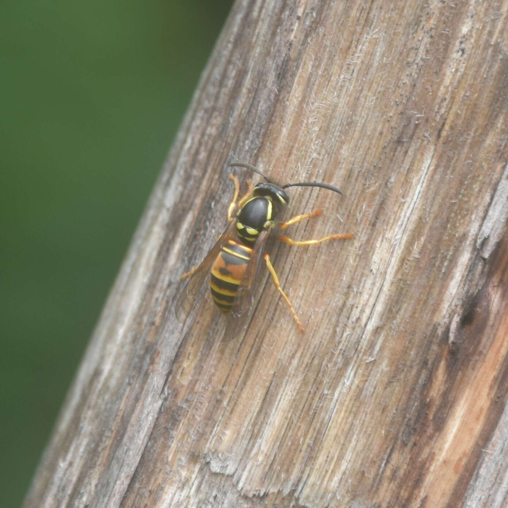 Image of Vespula nursei Archer 1981