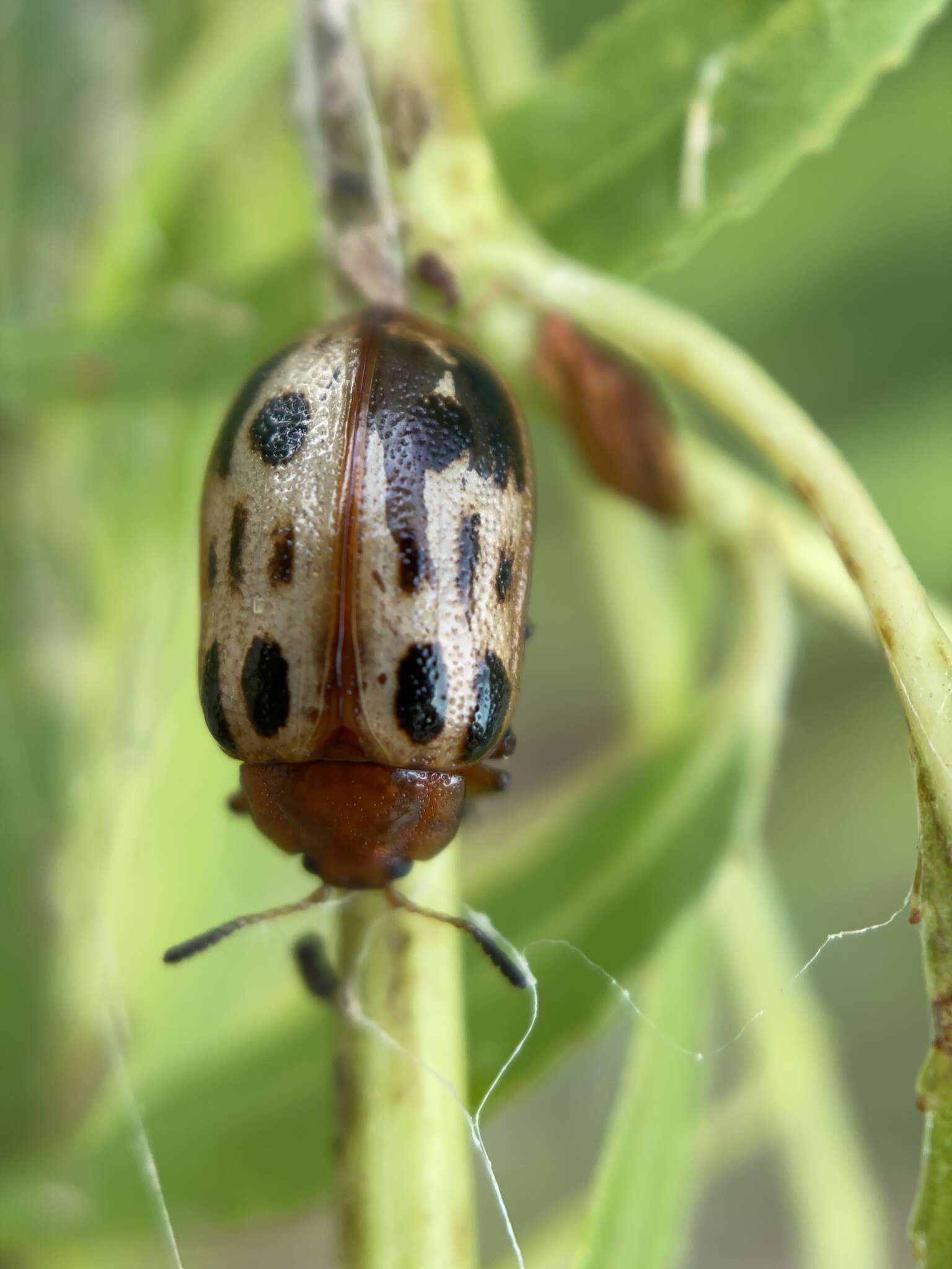 Image of Chrysomela (Macrolina) texana (Schaeffer 1920)