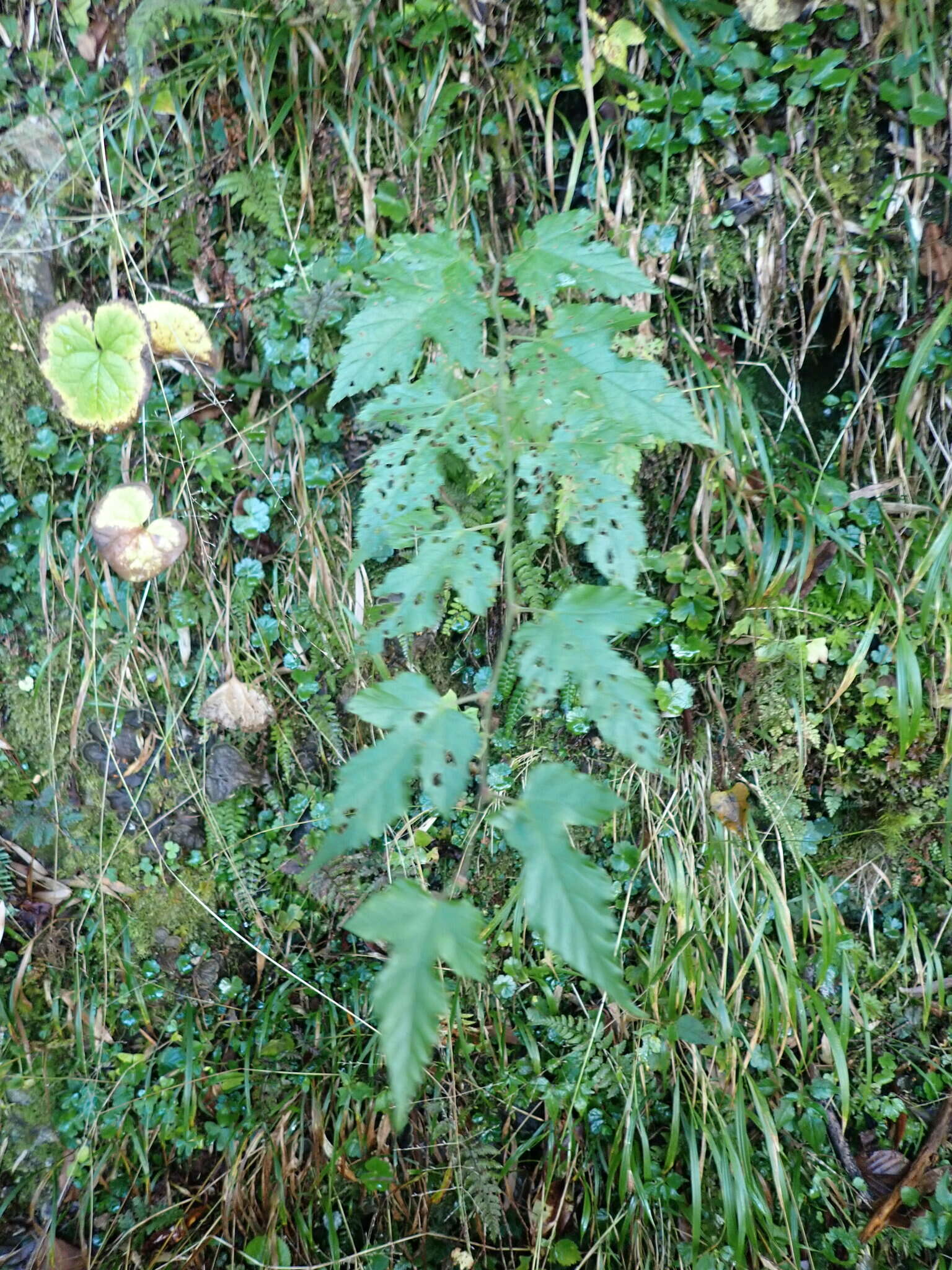 Sivun Rubus taitoensis Hayata kuva