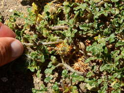 Image of Solanum euacanthum Phil.