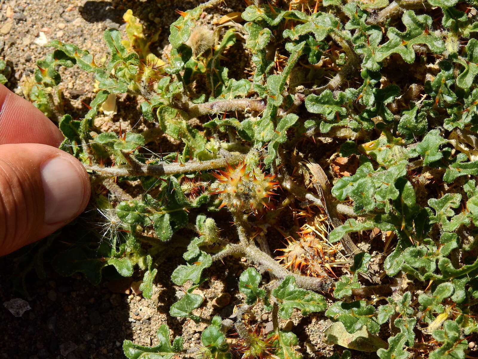 Image of Solanum euacanthum Phil.