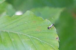 Image of Calybites quadrisignella (Zeller 1839)