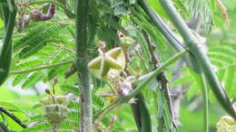 Imagem de Ceropegia distincta N. E. Br.