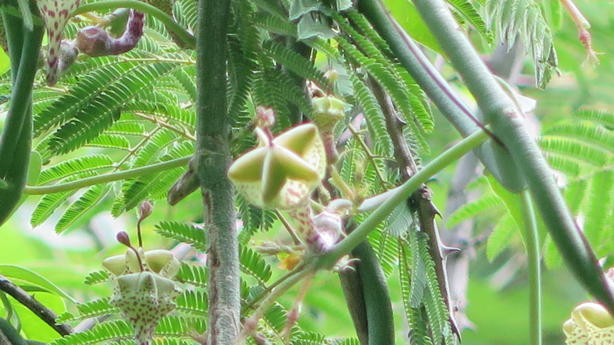 Imagem de Ceropegia distincta N. E. Br.