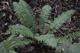 Image of Limestone Fern