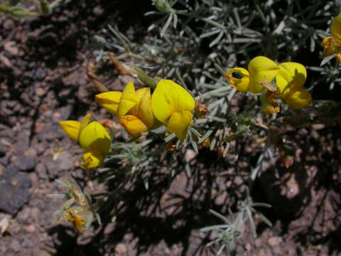 Image of Lotus mascaensis Burchard