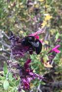 Image of Xylocopa tabaniformis androleuca Michener 1940