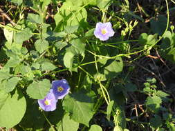 Image of Ipomoea parasitica (Kunth) G. Don