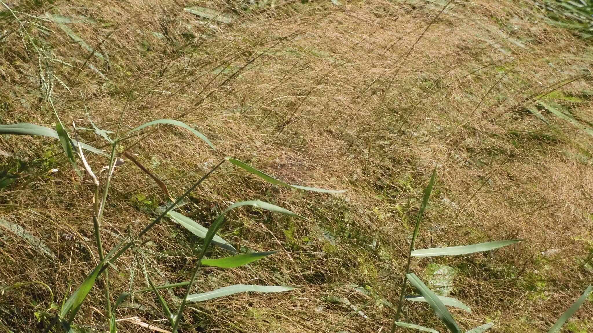 Image of Japanese Panic Grass