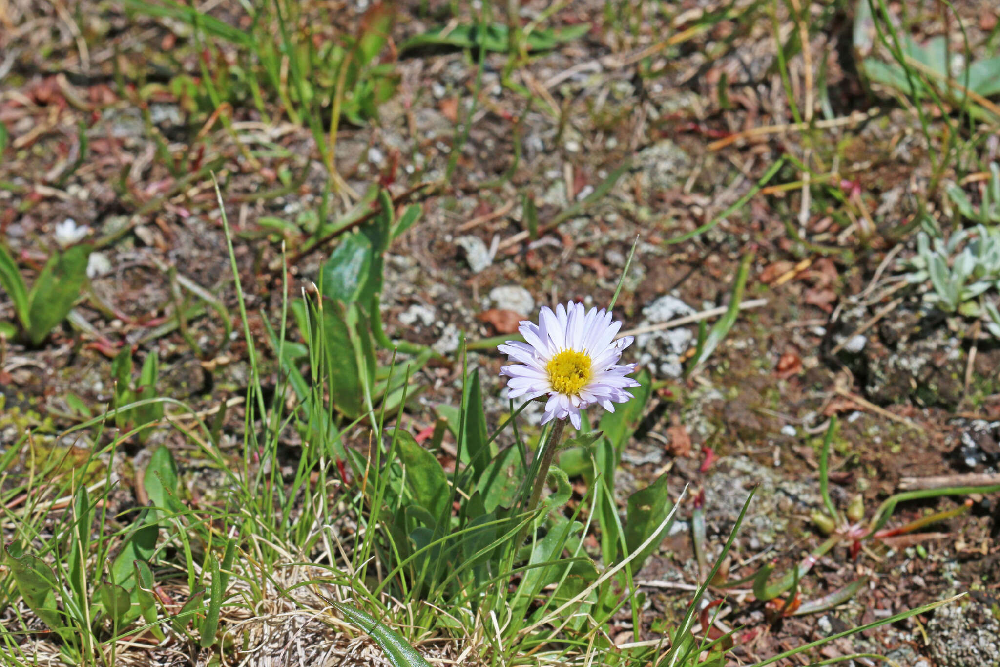 Image of largeflower fleabane