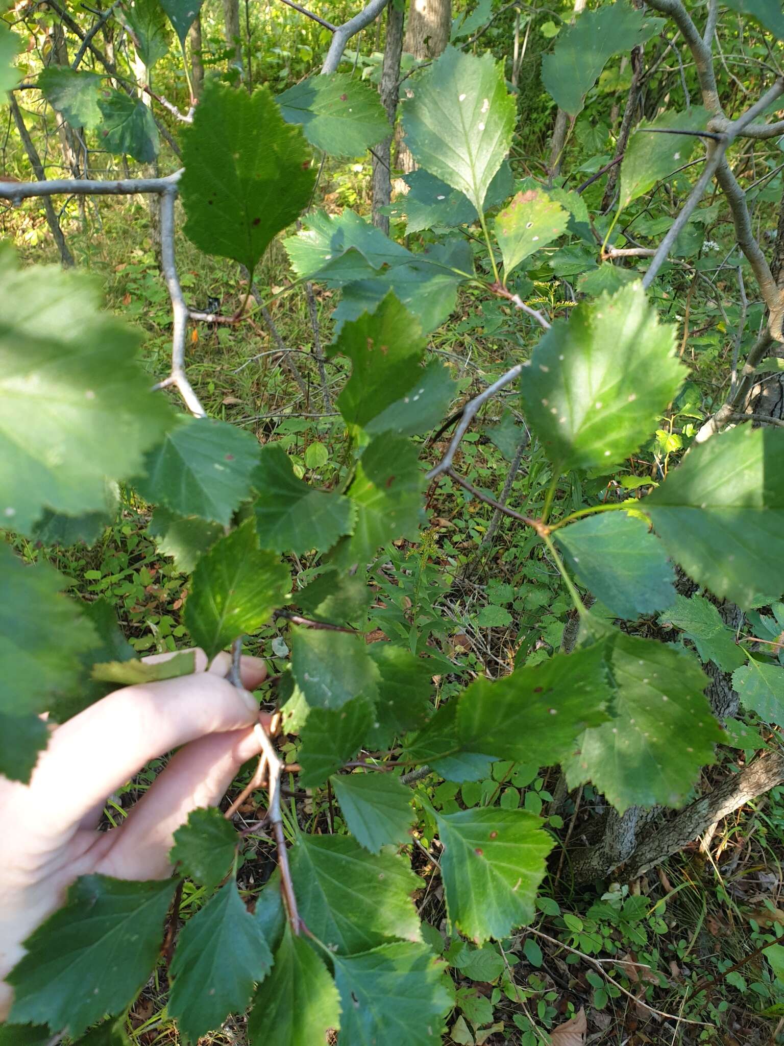 Image of Crataegus chrysocarpa var. phoeniceoides J. B. Phipps & Sennikov