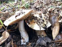 Image of Cortinarius albofragrans Ammirati & M. M. Moser 1997