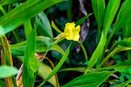 Image of bandanna of the Everglades