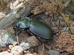 Image of Carabus (Procrustes) banonii Dejean 1829