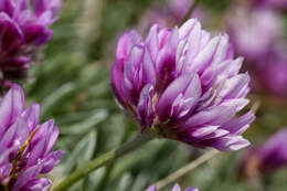 Plancia ëd Trifolium attenuatum Greene