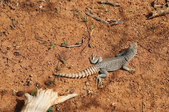 Imagem de Oplurus cyclurus (Merrem 1820)