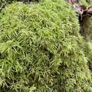 Image of loeskeobryum moss