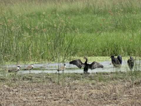 Image of Black Egret