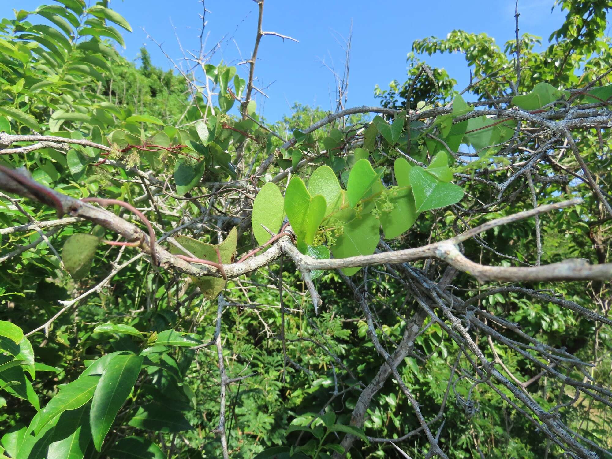 Image de Cissampelos hirta Klotzsch