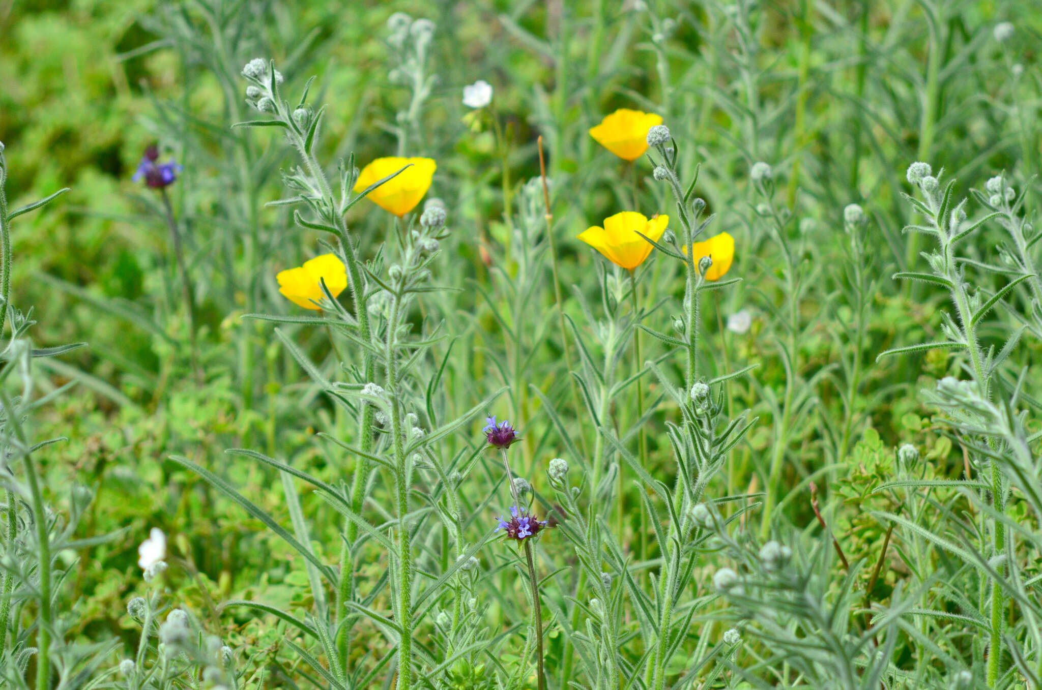 Image of tufted poppy