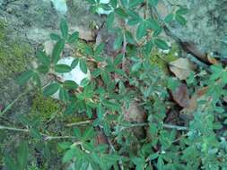 Image of Japanese bush clover