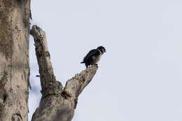 Image of Bornean Falconet