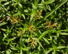 Imagem de Cyperus microiria Steud.