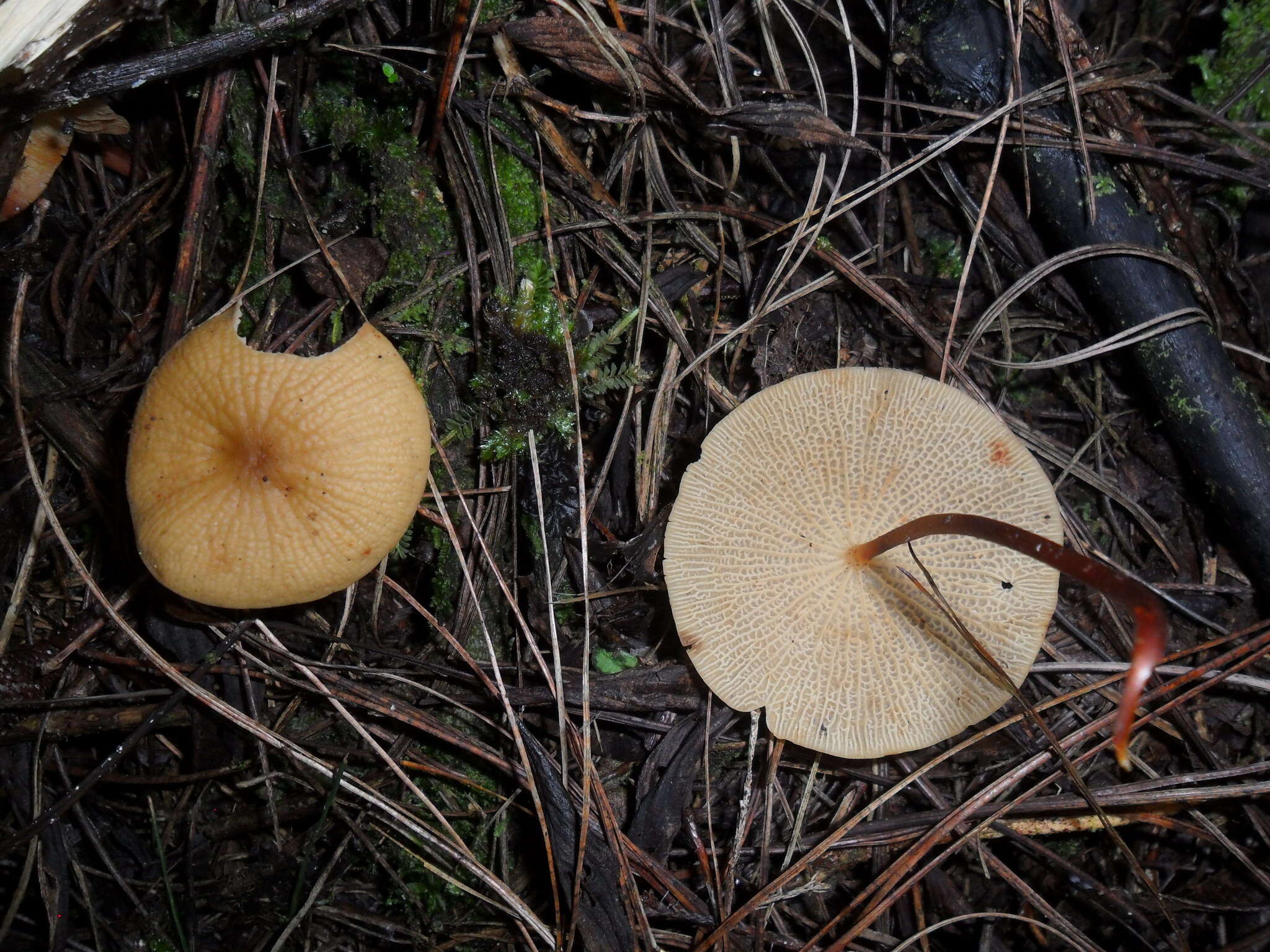 Image of Marasmius cladophyllus Berk. 1856