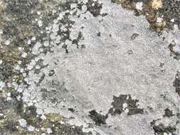 Image of disk lichen