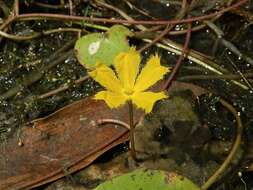 Слика од Nymphoides aurantiaca (Dalz.) Kuntze