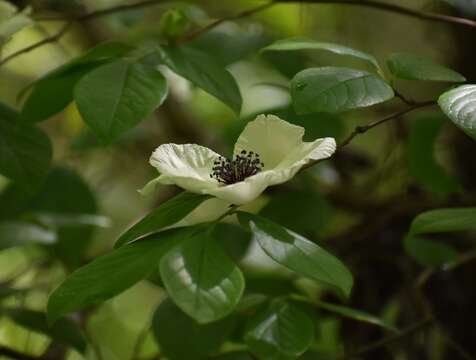 Слика од Stewartia malacodendron L.