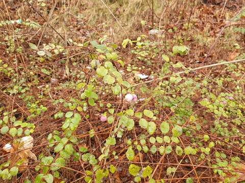 Image of Symphoricarpos × chenaultii Rehder