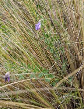 Image de Vicia andicola Kunth