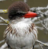 Imagem de Gryllotalpa africana Palisot de Beauvois 1805