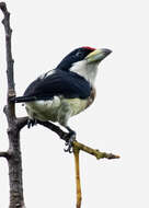 Image of White-mantled Barbet