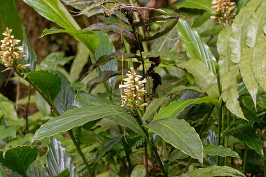 Image of Renealmia pyramidalis (Lam.) Maas