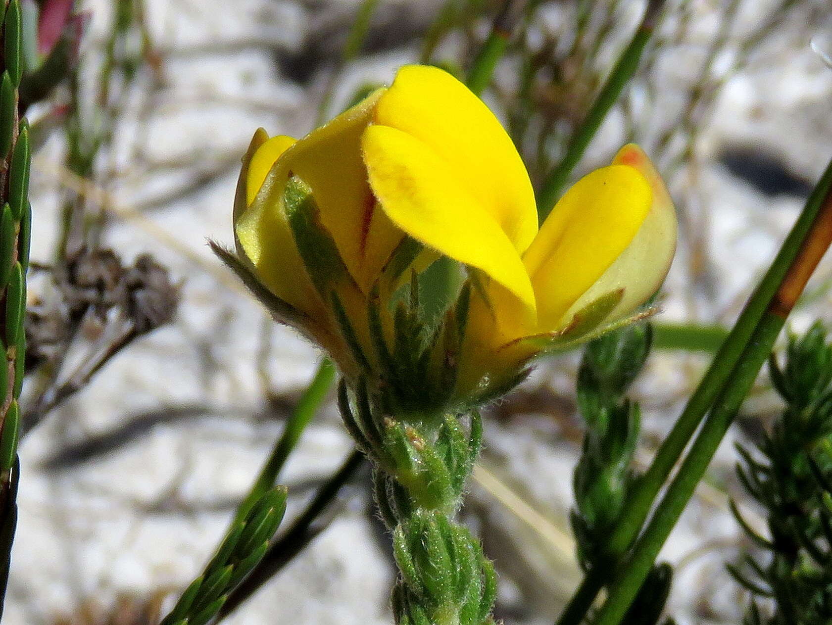 Plancia ëd Aspalathus linguiloba R. Dahlgren