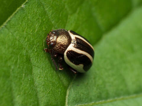 Image of Calligrapha (Bidensomela) bidenticola Brown 1945