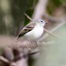 Image of White-tailed Tyrannulet