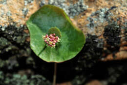 Image of Crassula umbella Jacq.