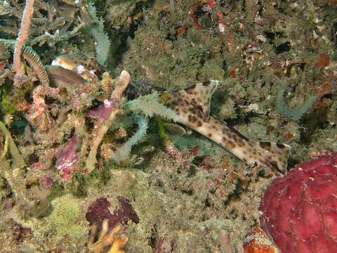 Image of Freycinet's Epaulette Shark