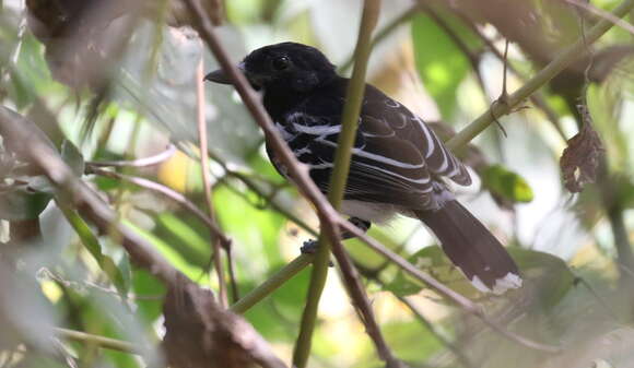 Image of Black-backed Antshrike