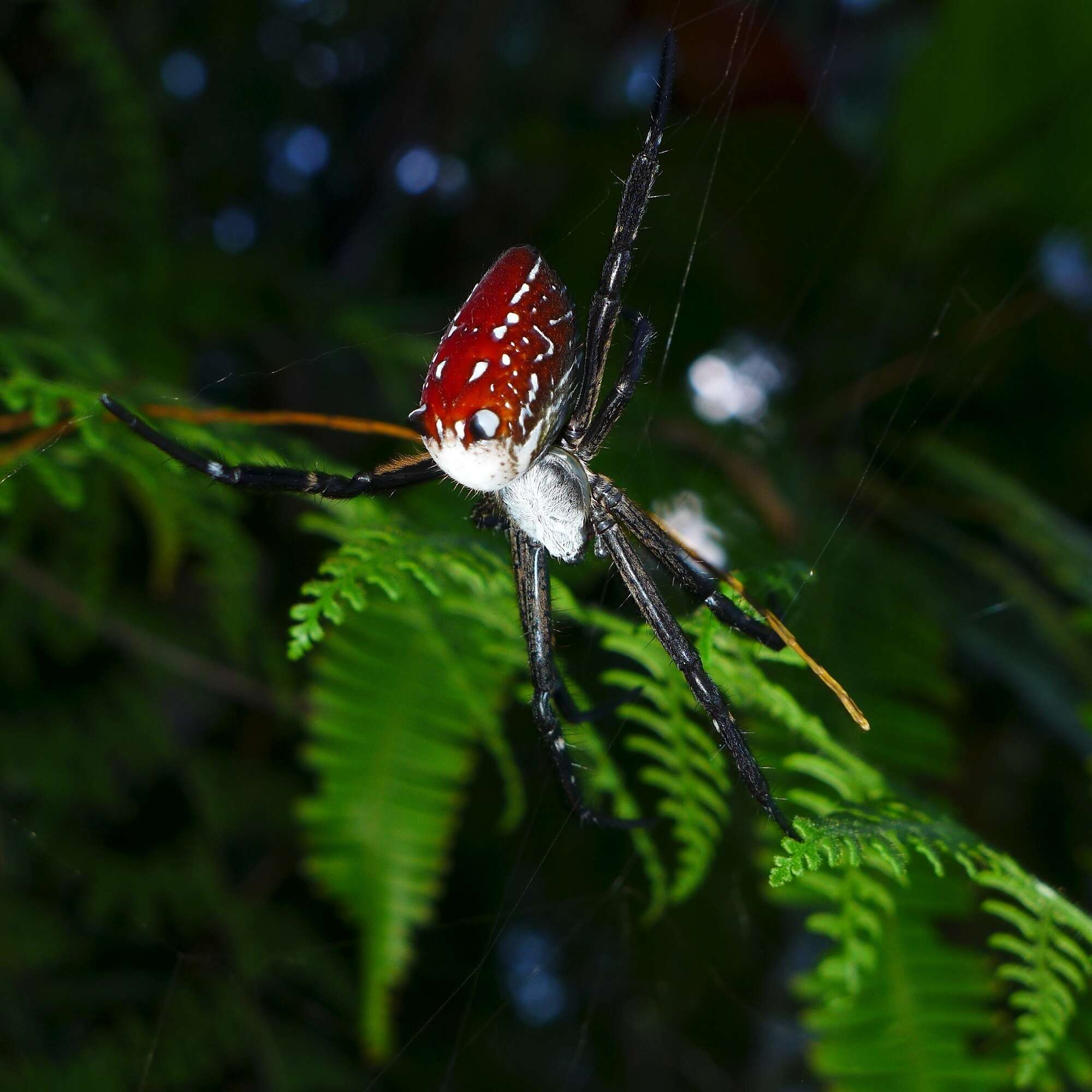 Imagem de Cyrtophora moluccensis cupidinea (Thorell 1875)