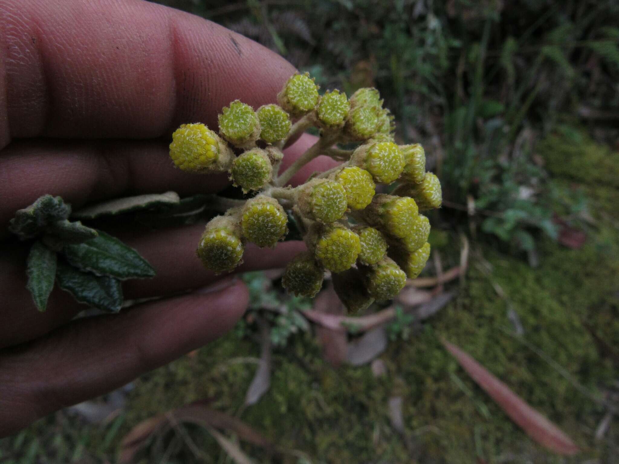 Image de Scrobicaria ilicifolia (L. fil.) B. Nord.