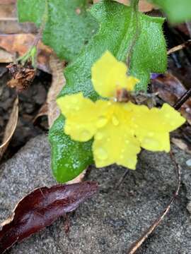 Image of Goodenia heterophylla subsp. teucriifolia (F. Müll.) R. Carolin