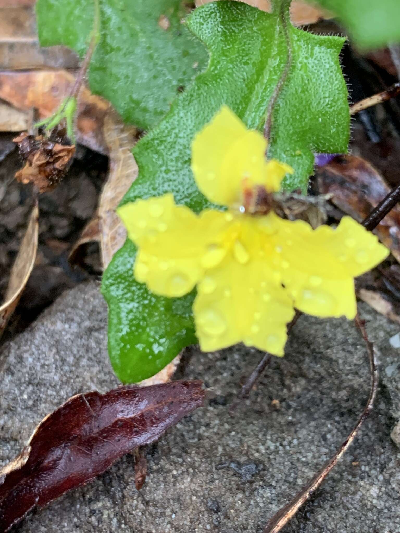 Image of Goodenia heterophylla subsp. teucriifolia (F. Müll.) R. Carolin