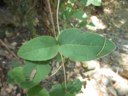 Image of pink honeysuckle