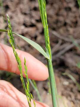 Image of Bolander's Bluegrass